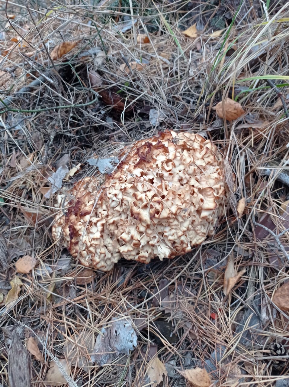 Хамзин Роман, ученик 9Б класса школы №23, подтвердил произрастание в Самарской области крайне редкого гриба - спарассиса курчавого, или грибной капусты. 
